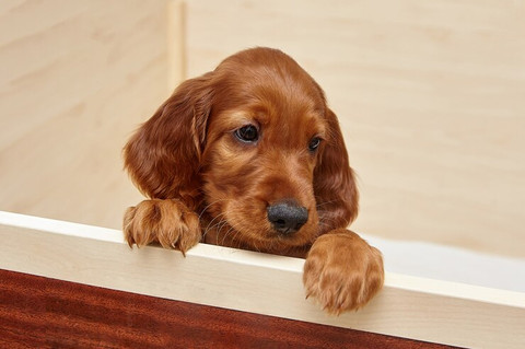brown-irish-setter-puppy-wooden-den_231474-1432.jpg